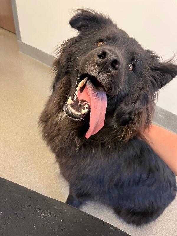 Enlarge Tamizar, a Adoptable mixed breed in Fort Collins, CO image 4/6