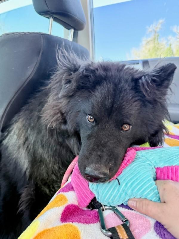 Enlarge Tamizar, a Adoptable mixed breed in Fort Collins, CO image 5/6