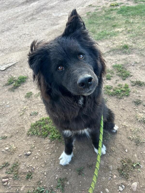 Enlarge Tamizar, a Adoptable mixed breed in Fort Collins, CO image 6/6
