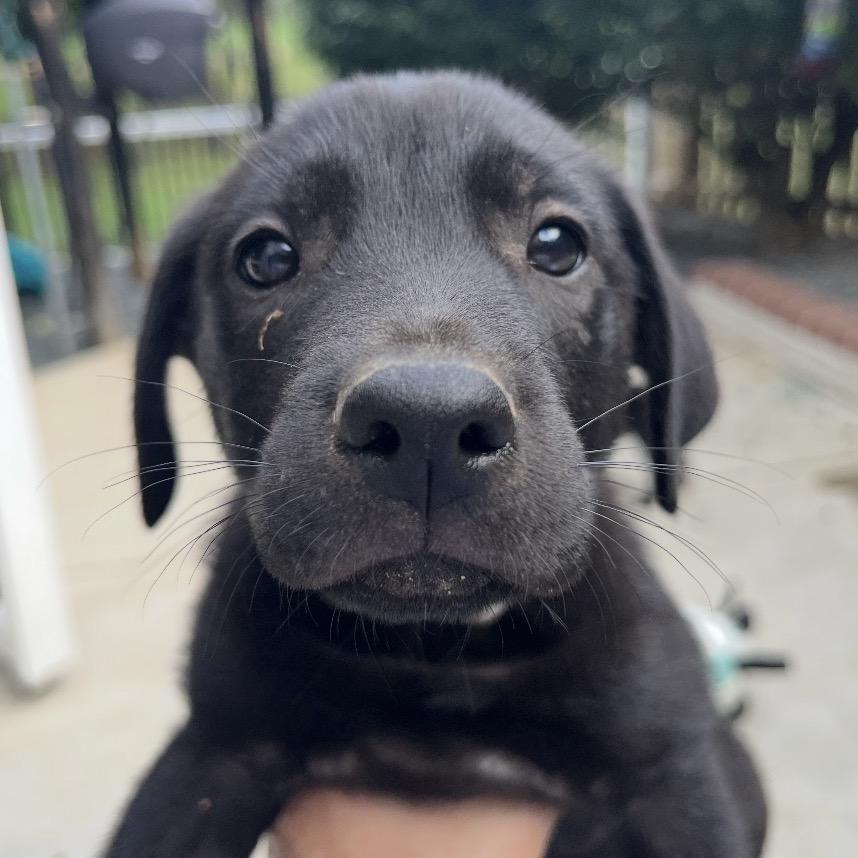 Enlarge Amadeus, a Adoptable Mixed Breed in Fredericksburg, VA image 1/1