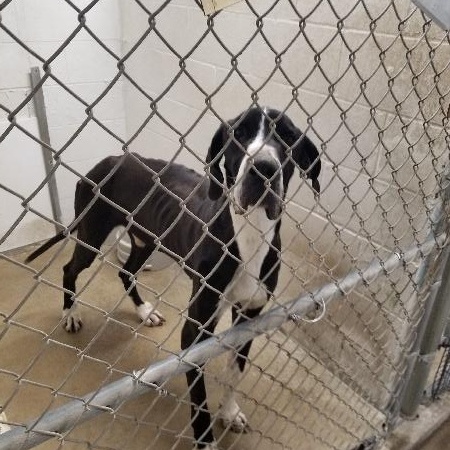 Enlarge LARRY , a Adoptable Great Dane in Louisville, KY image 2/2