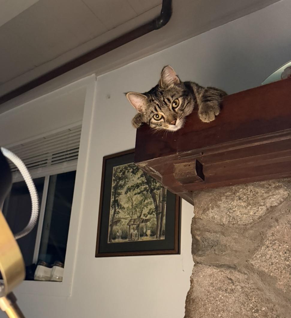 Arthur, Adoptable, Young Male Domestic Short Hair.