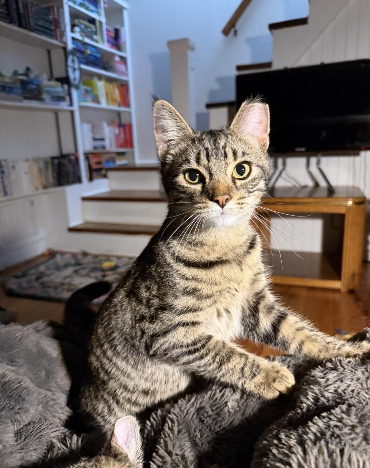 Enlarge Arthur, a Adoptable Domestic Short Hair in Troy, MI image 2/6