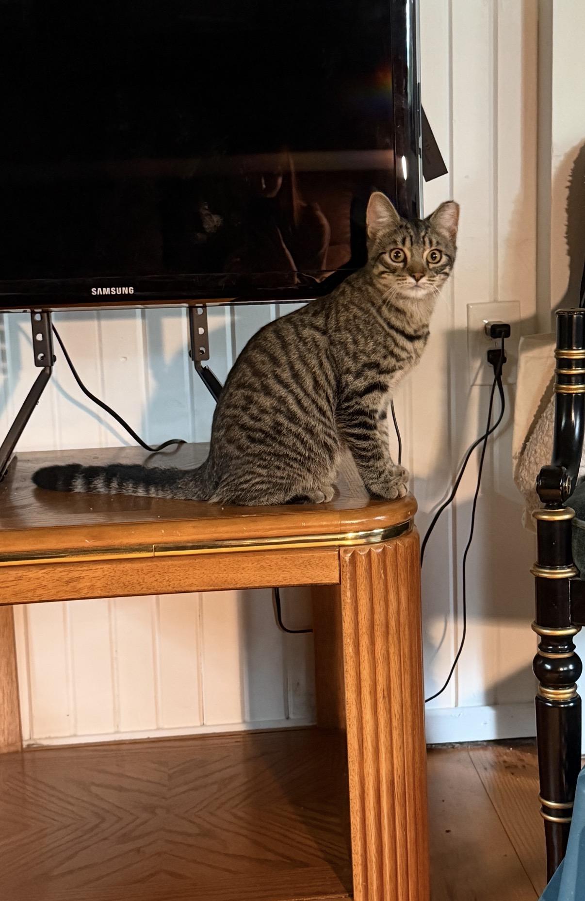 Enlarge Arthur, a Adoptable Domestic Short Hair in Troy, MI image 3/6
