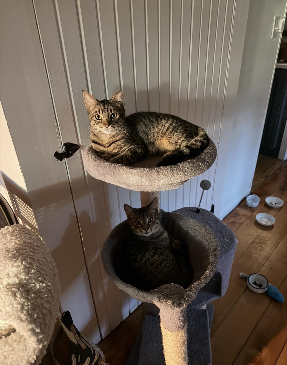 Enlarge Arthur, a Adoptable Domestic Short Hair in Troy, MI image 4/6