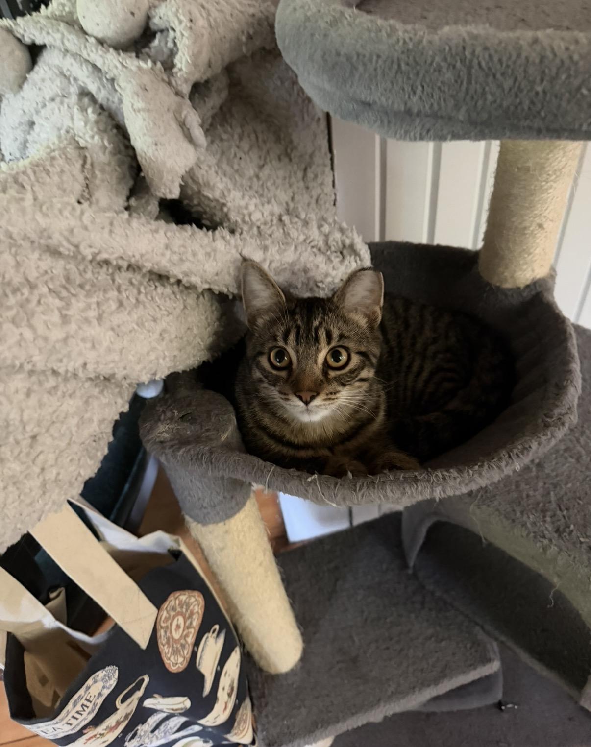 Enlarge Arthur, a Adoptable Domestic Short Hair in Troy, MI image 6/6