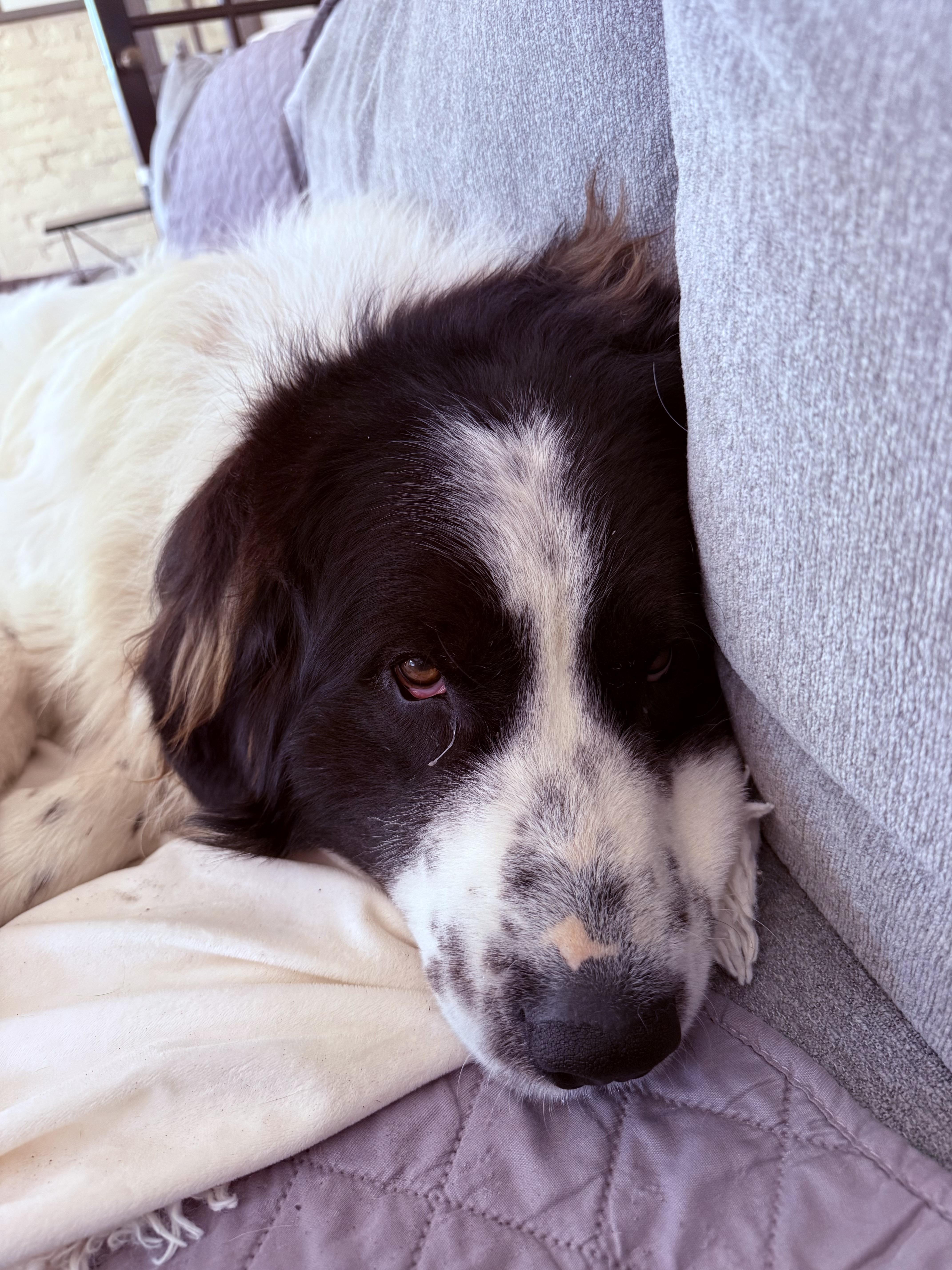 Enlarge Beans, an adopted mixed breed in Hindsboro, IL image 2/2