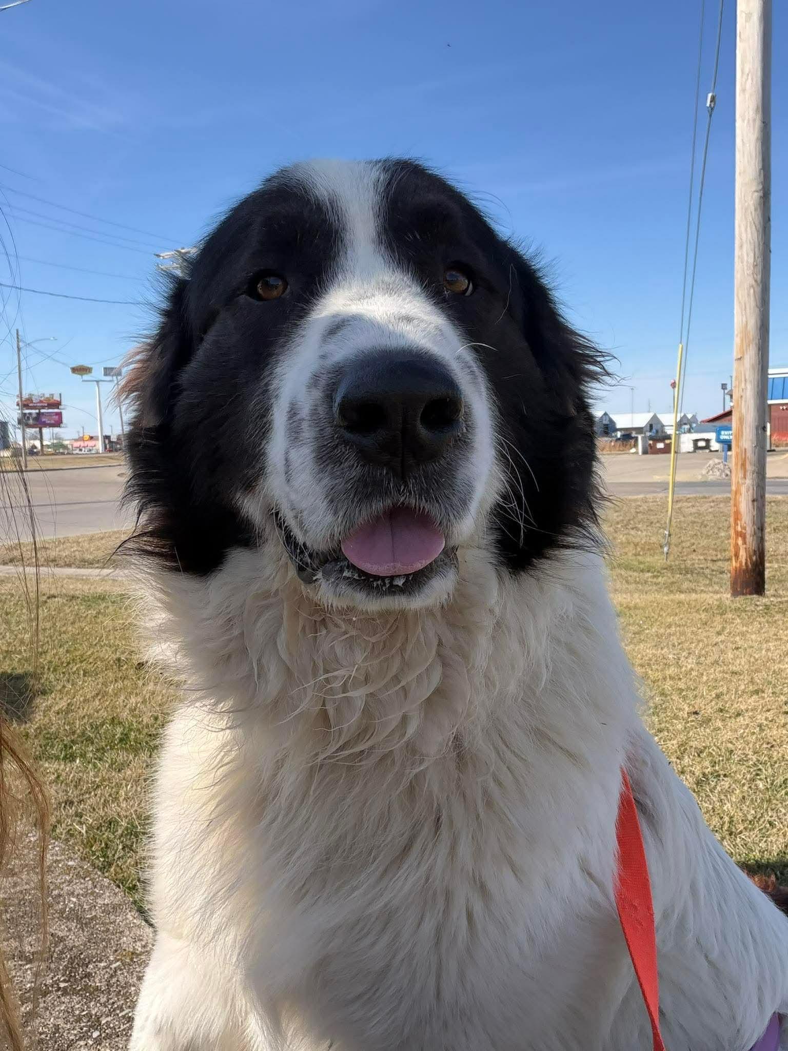 Beans, adopted, Young Male Great Pyrenees & Newfoundland Dog.