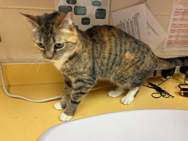 Enlarge PUMPKIN, a Adoptable Domestic Short Hair in Colorado Springs, CO image 1/1