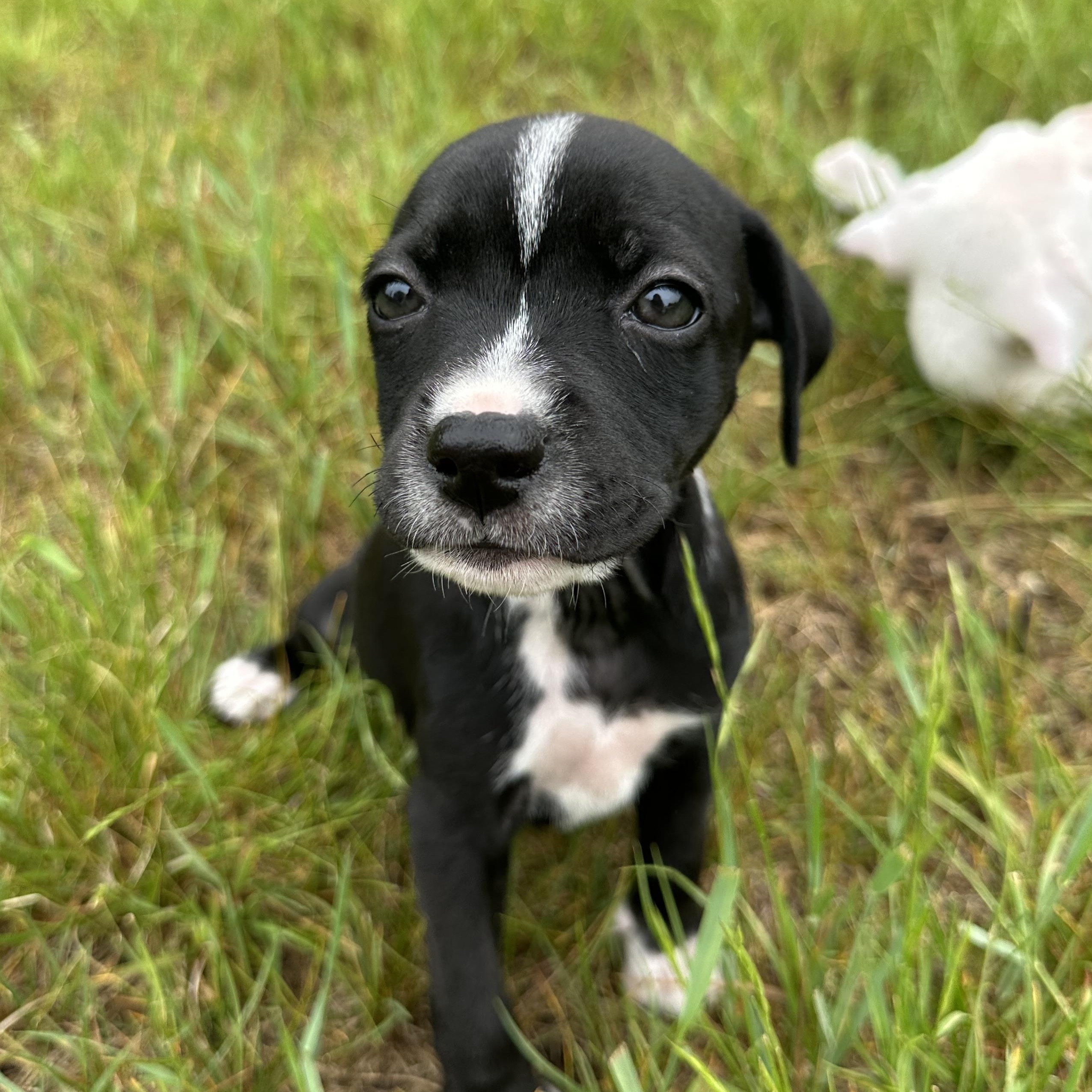 Miller, an adoptable Mixed Breed in Iron River, MI, 49935 | Photo Image 1