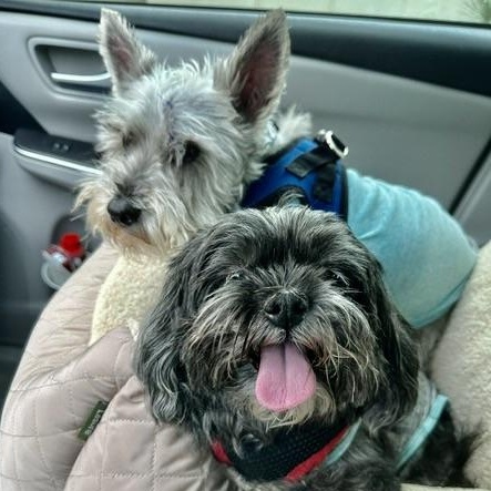 Abigail Commerce, Adoptable, Senior Female Shih Tzu.