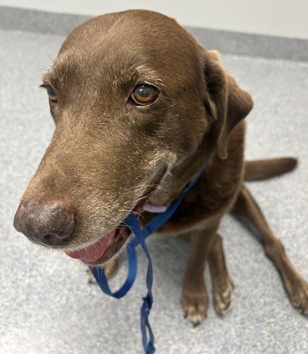 Enlarge Piper 24, a ADOPTABLE Chocolate Labrador Retriever in Killingworth, CT image 3/5