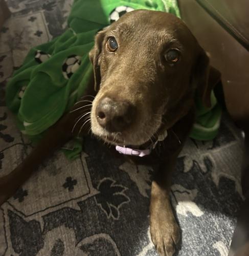Enlarge Piper 24, a ADOPTABLE Chocolate Labrador Retriever in Killingworth, CT image 2/5