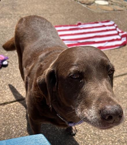 Enlarge Piper 24, a ADOPTABLE Chocolate Labrador Retriever in Killingworth, CT image 4/5