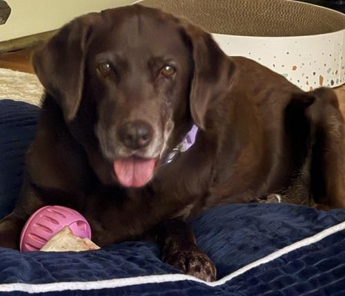 Piper 24, ADOPTABLE, Senior Female Chocolate Labrador Retriever.
