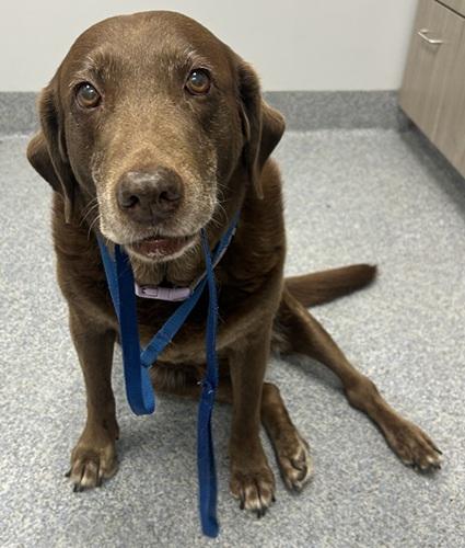 Enlarge Piper 24, a ADOPTABLE Chocolate Labrador Retriever in Killingworth, CT image 1/5