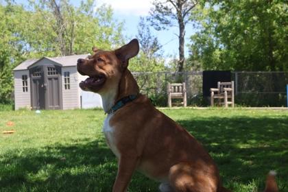 Poncho, Adoptable, Young Male Boxer & Mixed Breed.