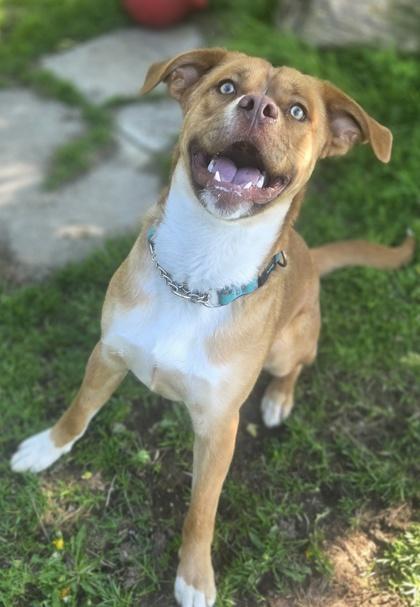 Poncho, Adoptable, Young Male Boxer & Mixed Breed.