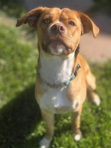 Poncho, a Adoptable mixed breed in Erin, ON image 3/3