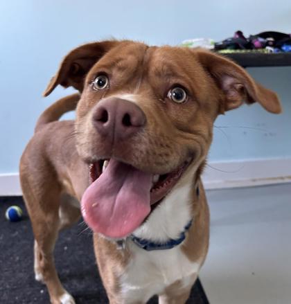 Enlarge Poncho, a Adoptable mixed breed in Erin, ON image 1/1