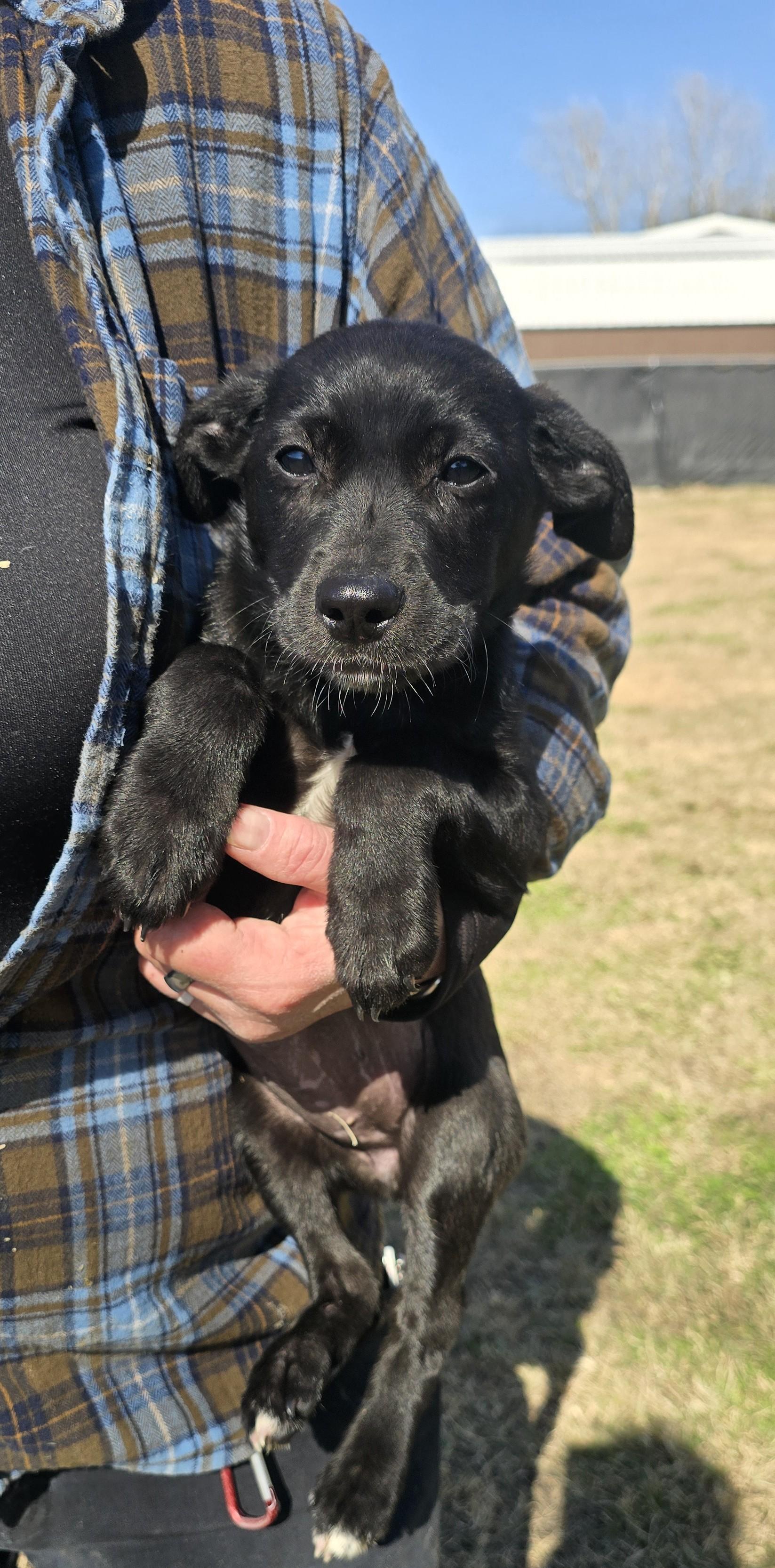 Birdie, ADOPTABLE, Puppy Female Black Labrador Retriever.