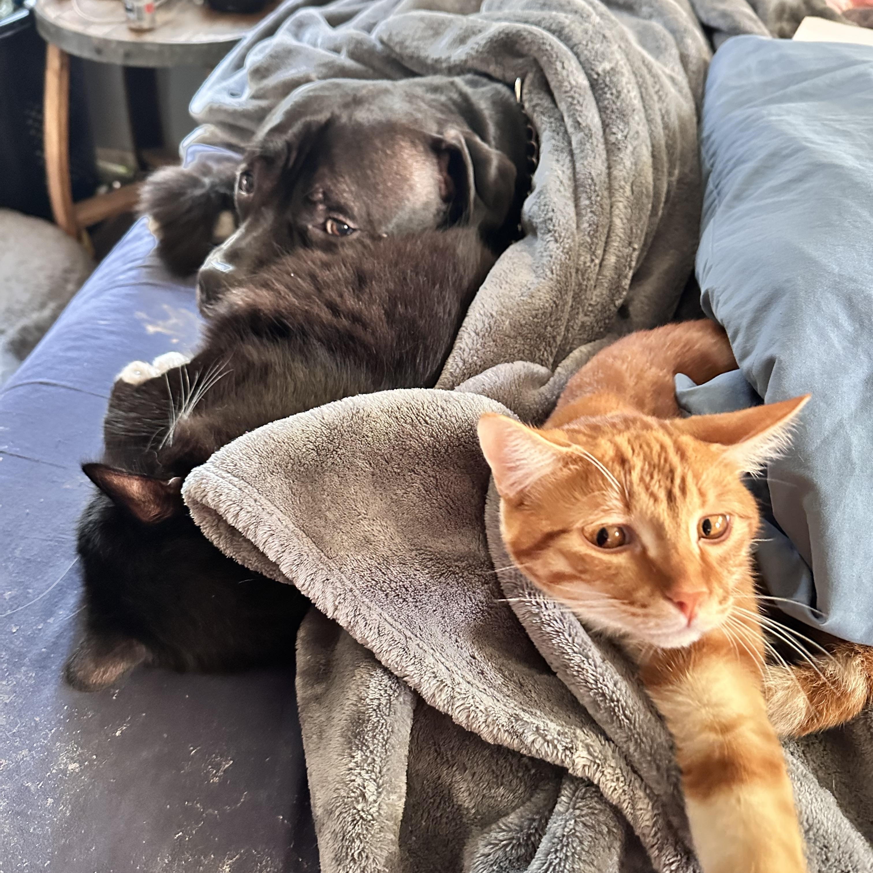 Enlarge Mango, a ADOPTABLE Domestic Short Hair in Chico, CA image 4/5
