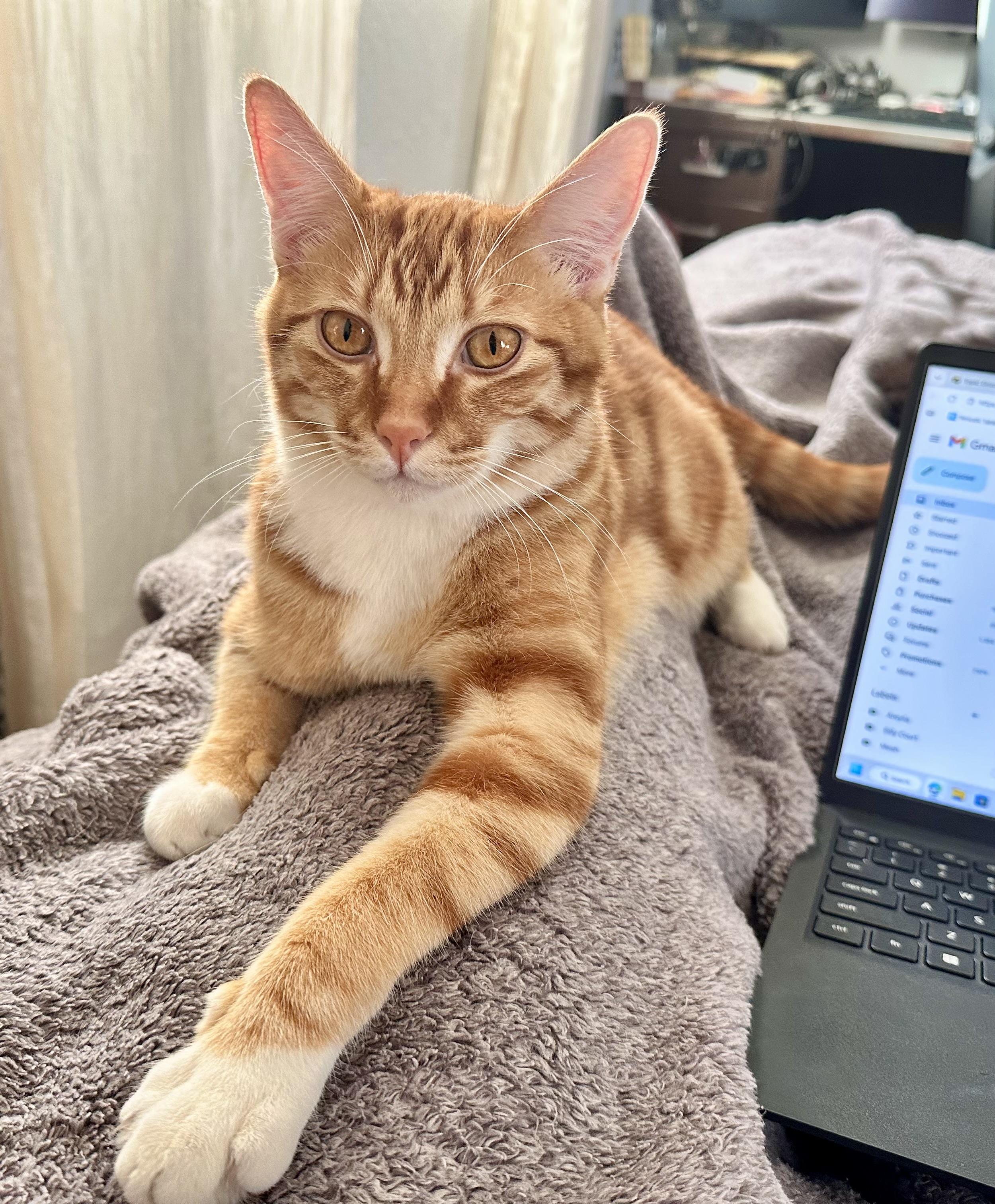 Enlarge Mango, a ADOPTABLE Domestic Short Hair in Chico, CA image 3/5