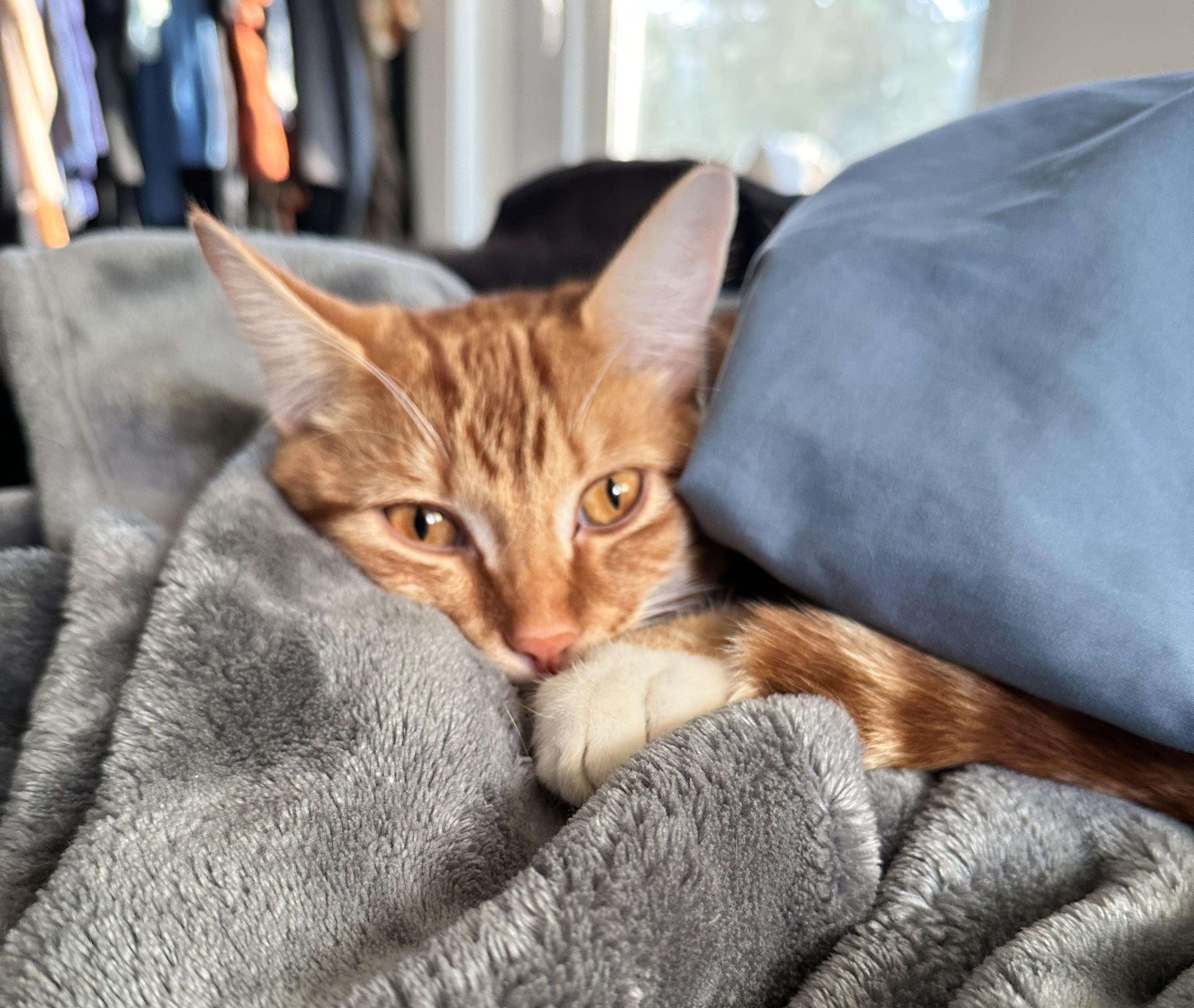 Enlarge Mango, a ADOPTABLE Domestic Short Hair in Chico, CA image 1/5