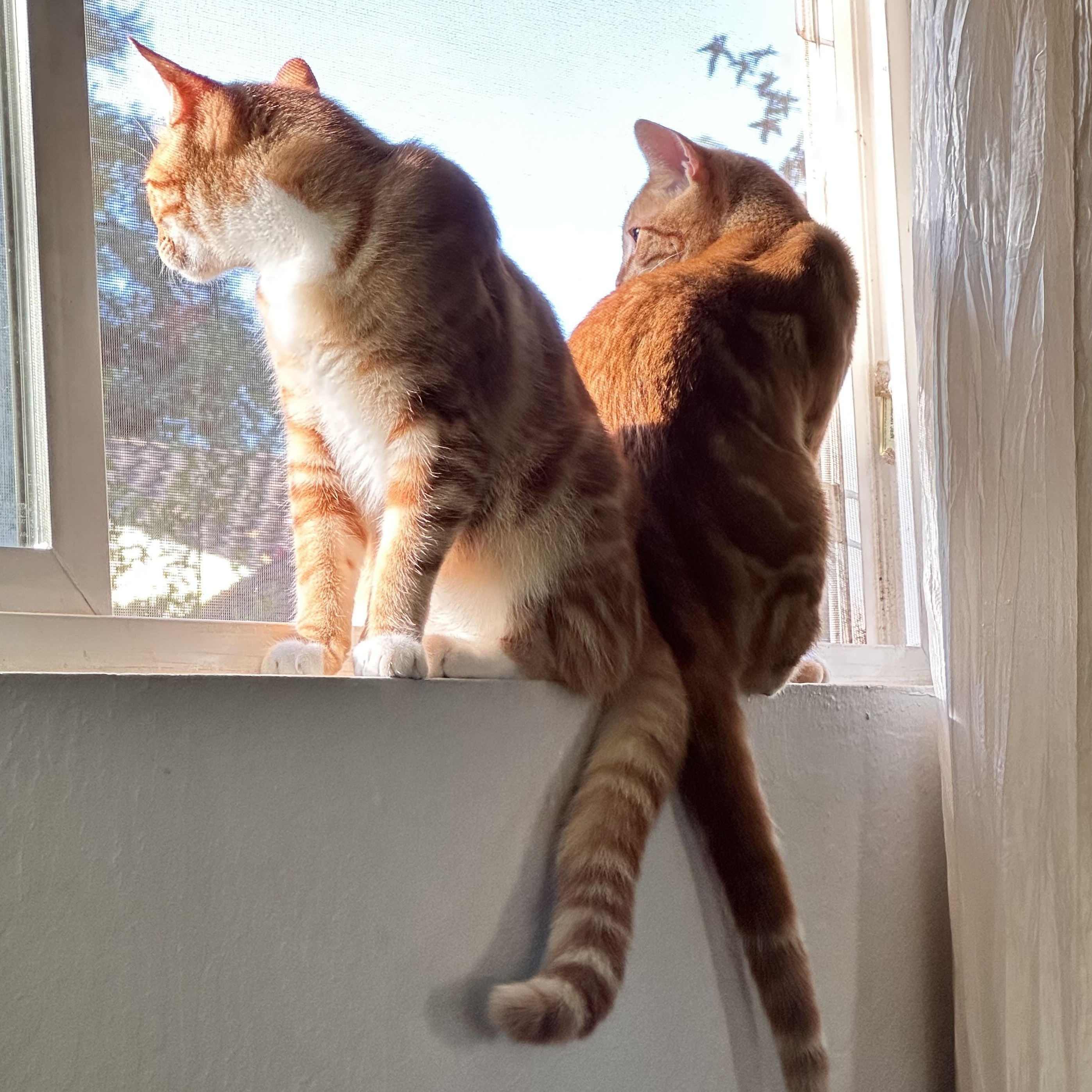 Enlarge Mango, a ADOPTABLE Domestic Short Hair in Chico, CA image 2/5