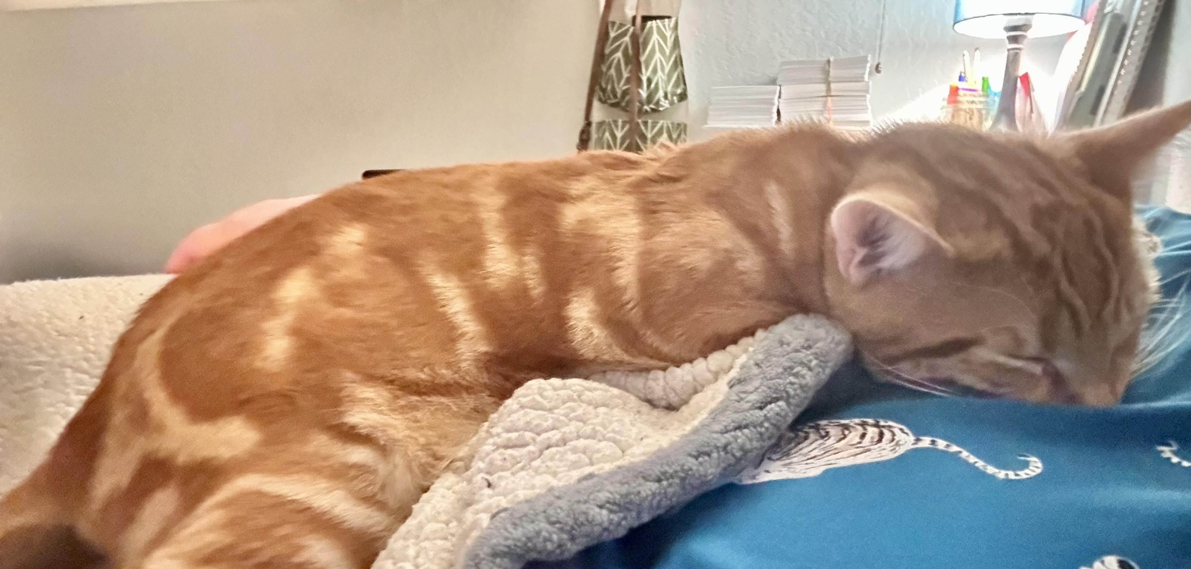 Enlarge Mango, a ADOPTABLE Domestic Short Hair in Chico, CA image 5/5