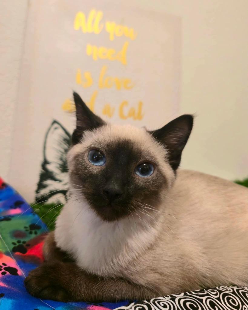 Chai, a Adoptable Siamese in Miami, OK image 1/3