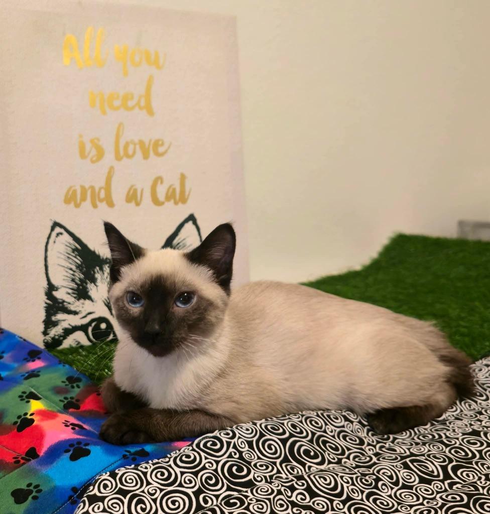 Chai, a Adoptable Siamese in Miami, OK image 2/3