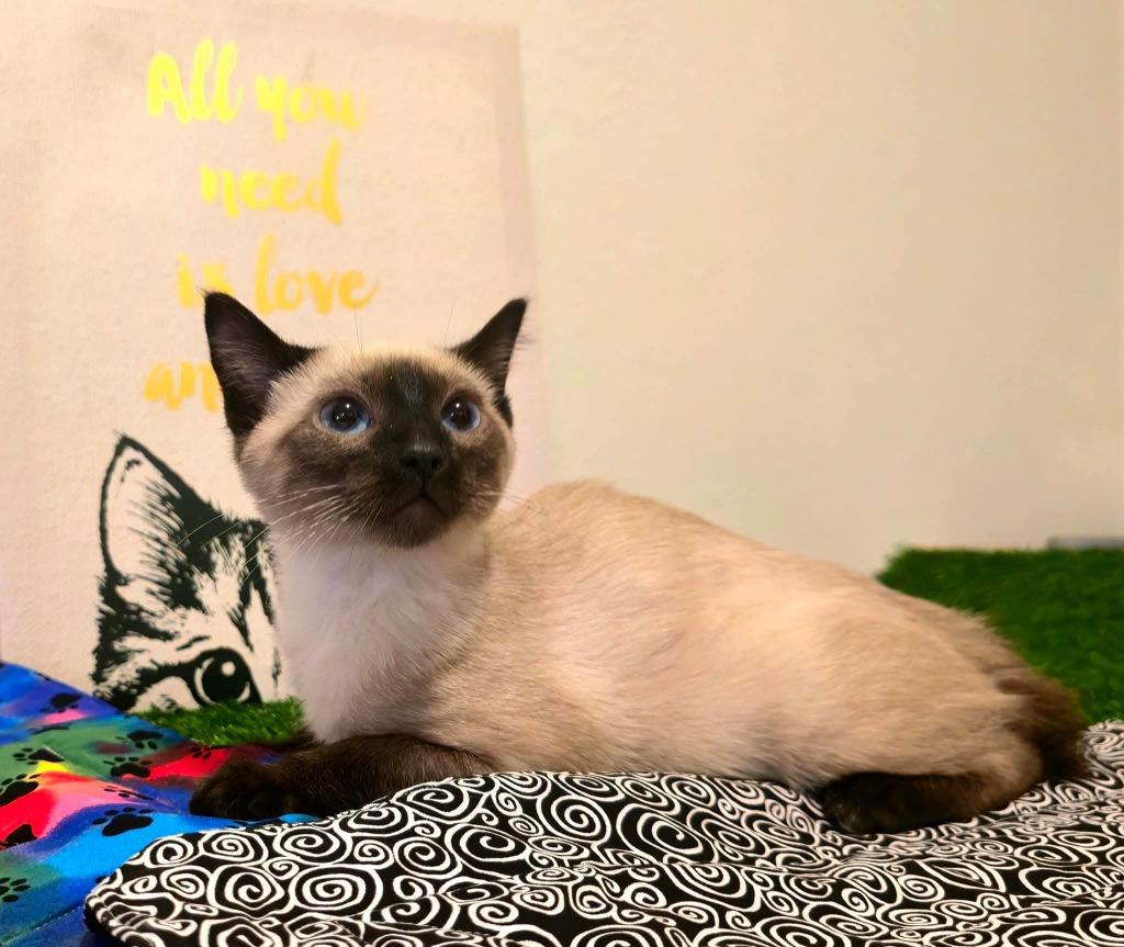 Chai, a Adoptable Siamese in Miami, OK image 3/3