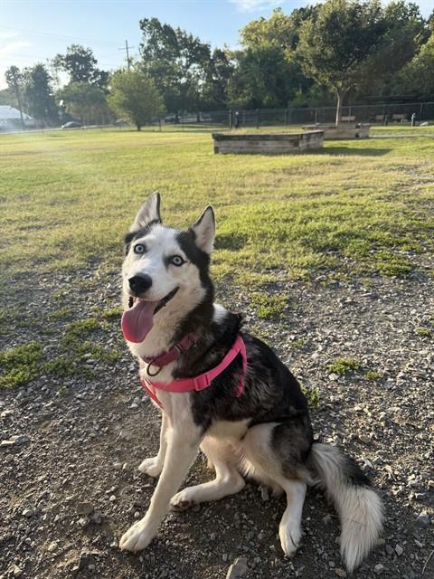 TIFFANY, Adoptable, Young Female Siberian Husky.
