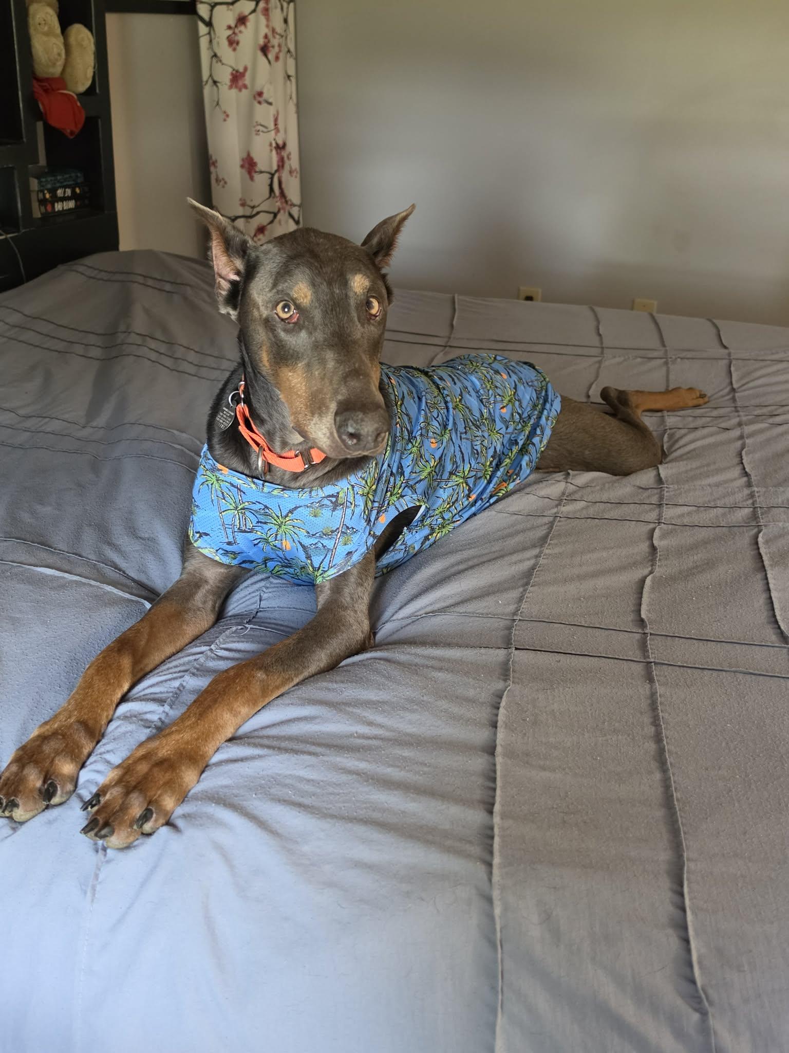Blanche, a ADOPTABLE Doberman Pinscher in Louisville, KY image 4/5