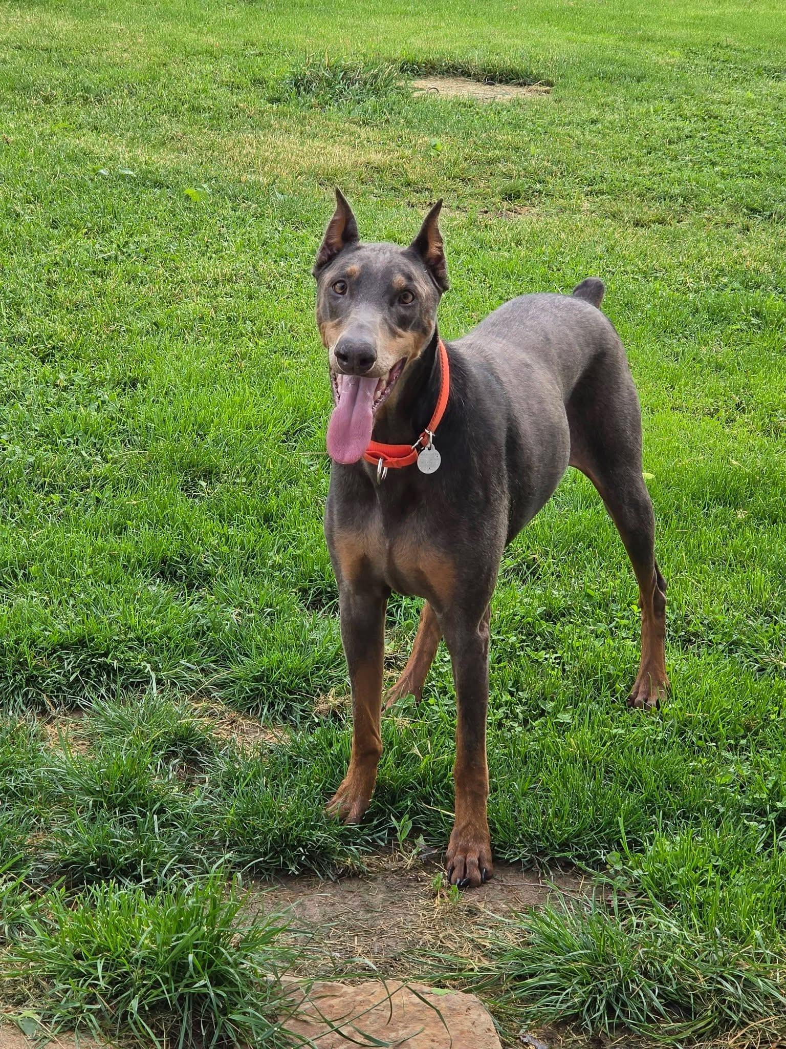 Blanche, ADOPTABLE, Senior Female Doberman Pinscher.