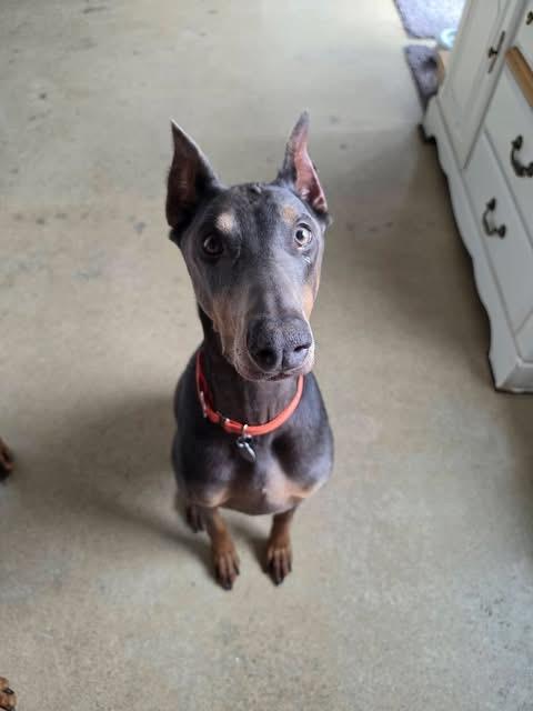 Blanche, a ADOPTABLE Doberman Pinscher in Louisville, KY image 3/5