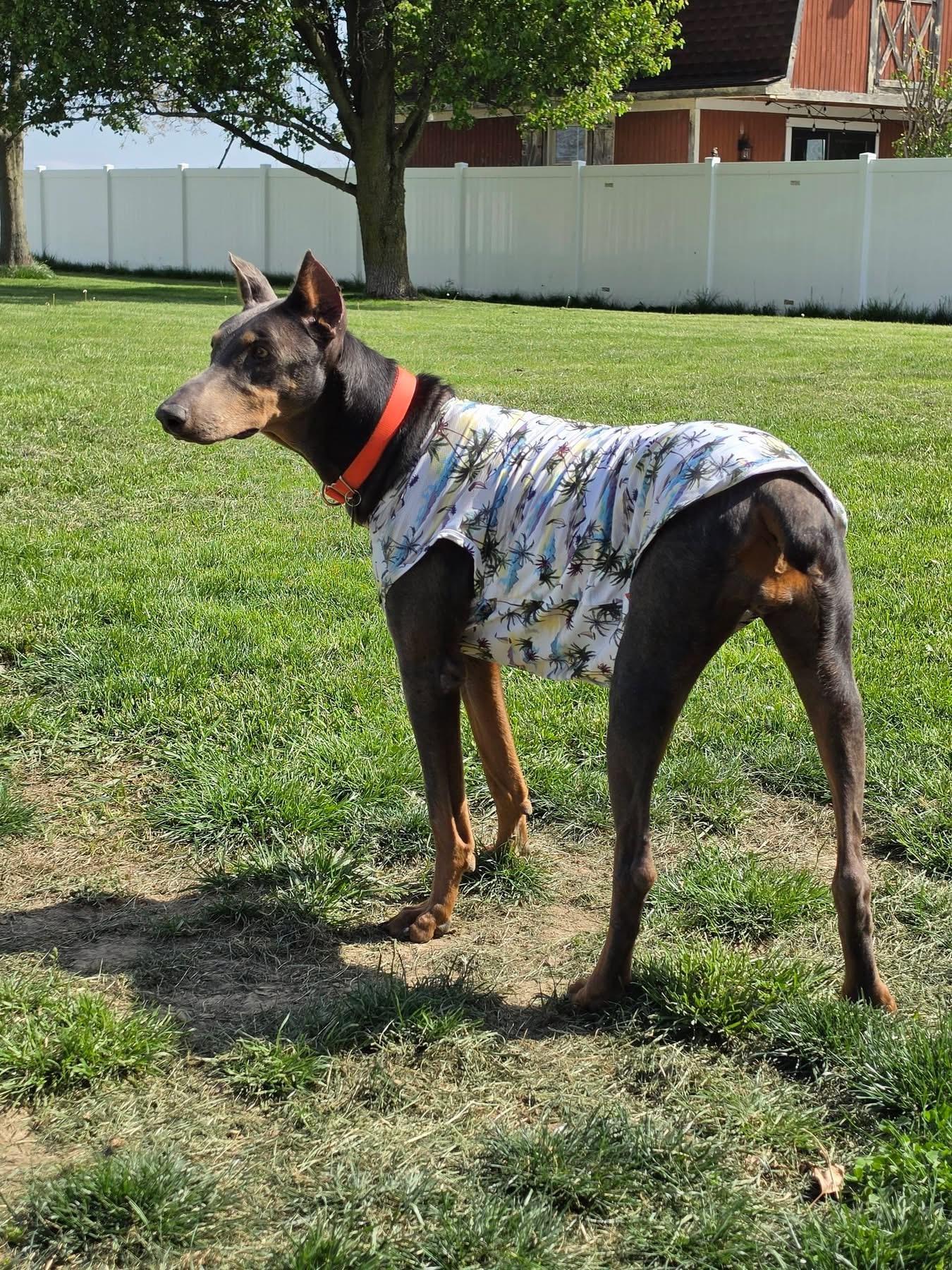 Blanche, a ADOPTABLE Doberman Pinscher in Louisville, KY image 2/5
