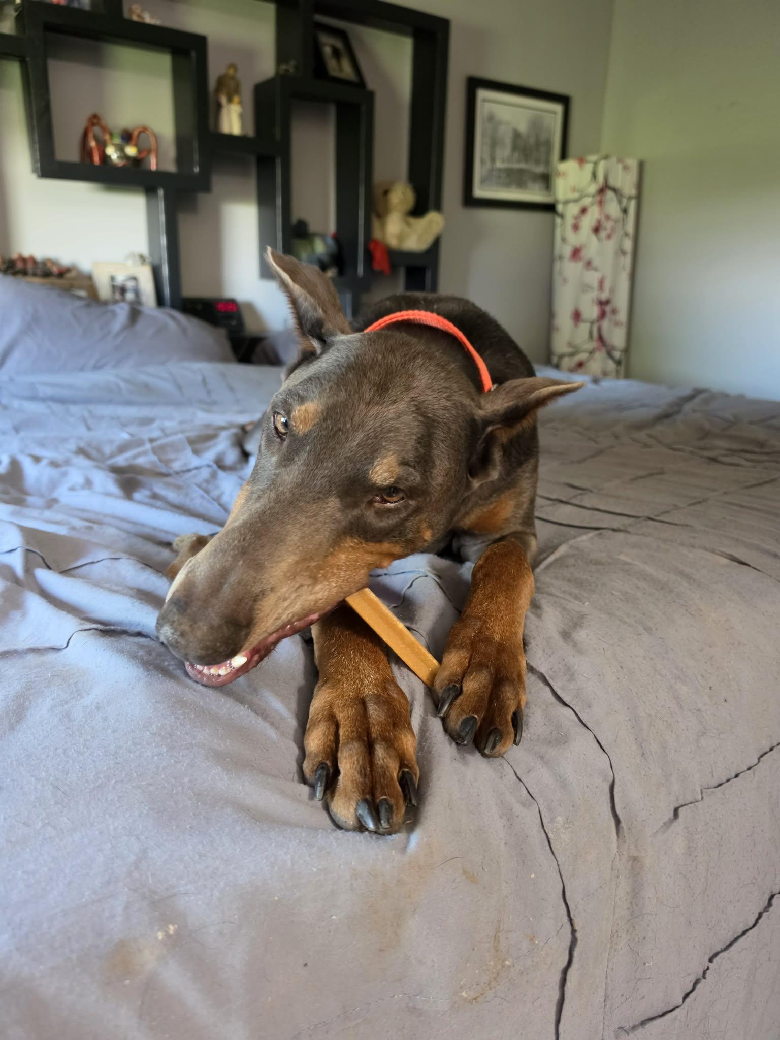 Blanche, a ADOPTABLE Doberman Pinscher in Louisville, KY image 5/5