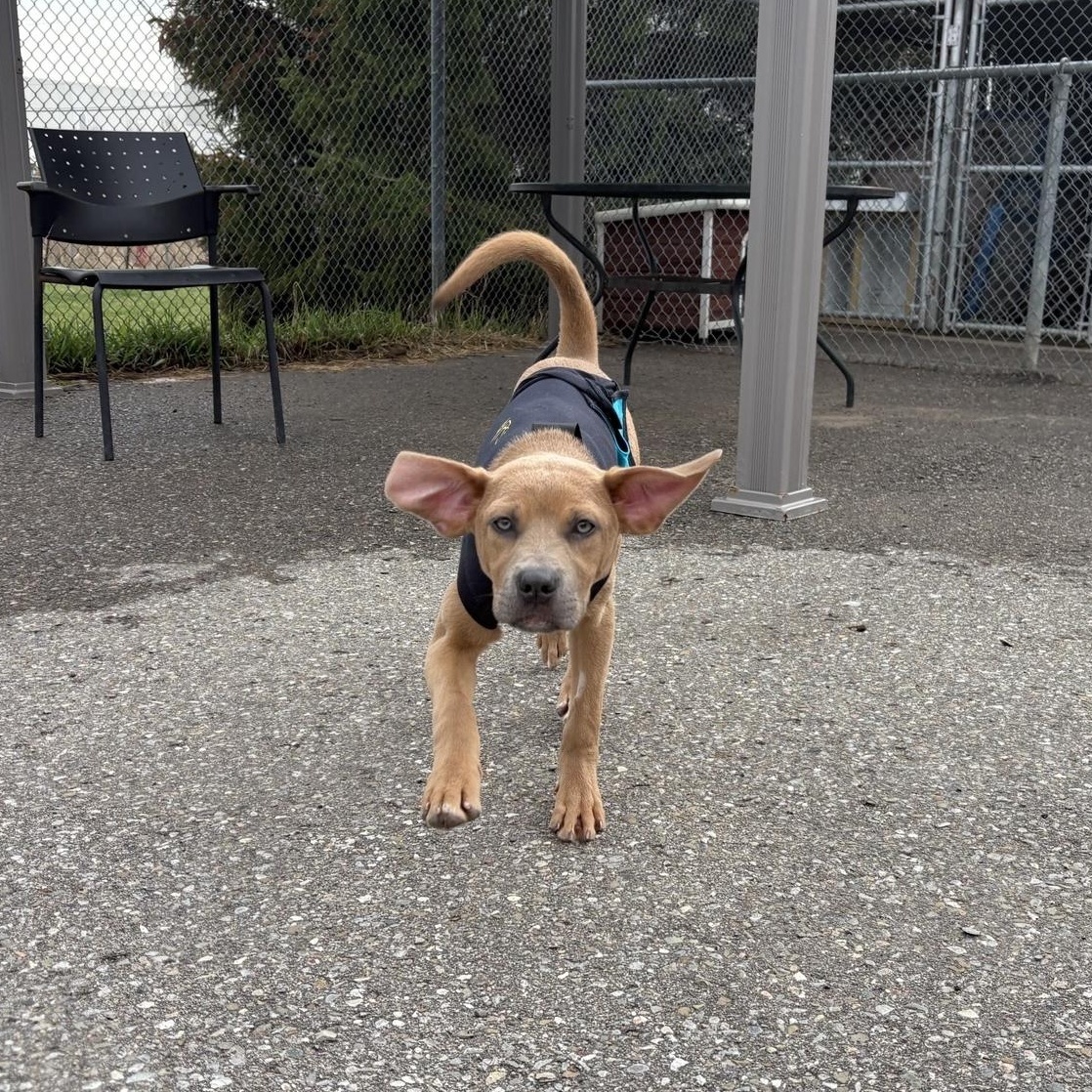 Enlarge Moira, an adoptable mixed breed in Caledon, ON image 3/3