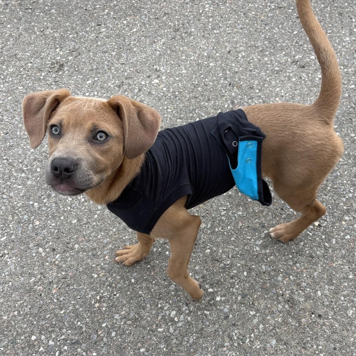 Enlarge Moira, an adoptable mixed breed in Caledon, ON image 1/3