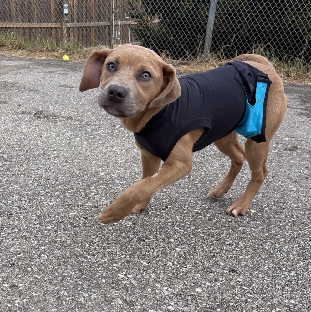 Enlarge Moira, an adoptable mixed breed in Caledon, ON image 2/3