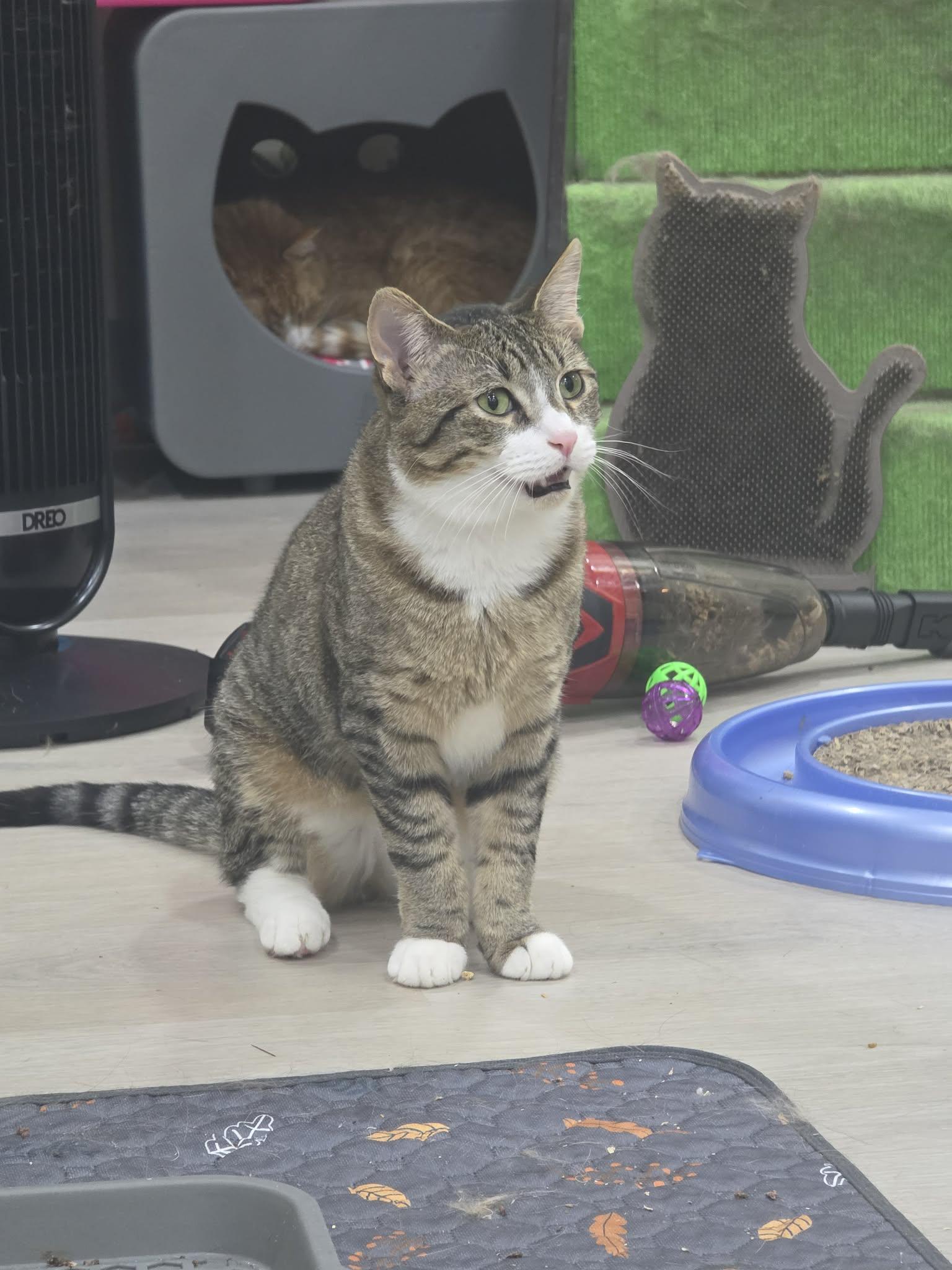 Poppyseed Bagel- CT RESIDENTS ONLY, a ADOPTABLE Domestic Short Hair in Norwich, CT image 2/4