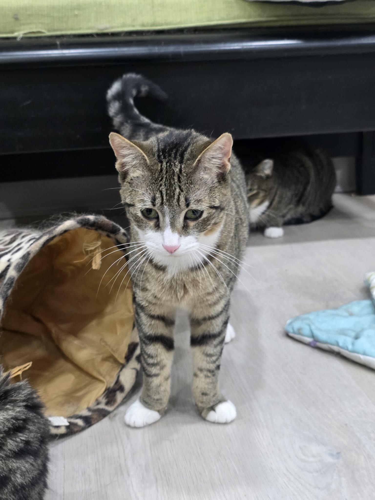 Poppyseed Bagel- CT RESIDENTS ONLY, a ADOPTABLE Domestic Short Hair in Norwich, CT image 3/4