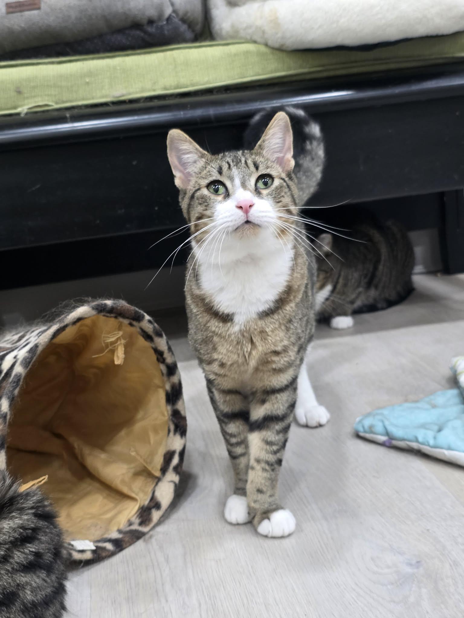 Poppyseed Bagel- CT RESIDENTS ONLY, ADOPTABLE, Young Male Domestic Short Hair.