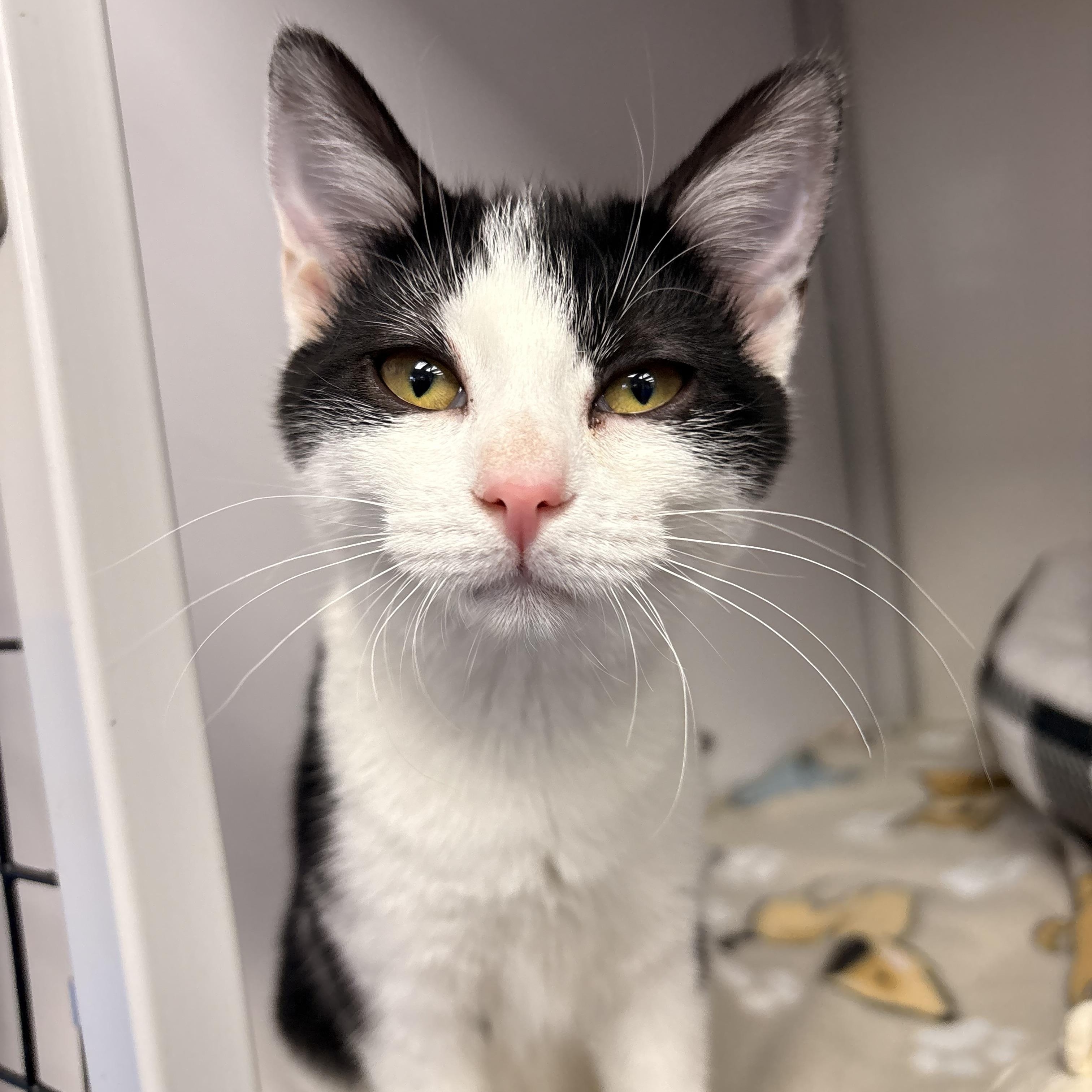 Enlarge Lynn, a ADOPTABLE Domestic Short Hair in White Oak, PA image 2/3