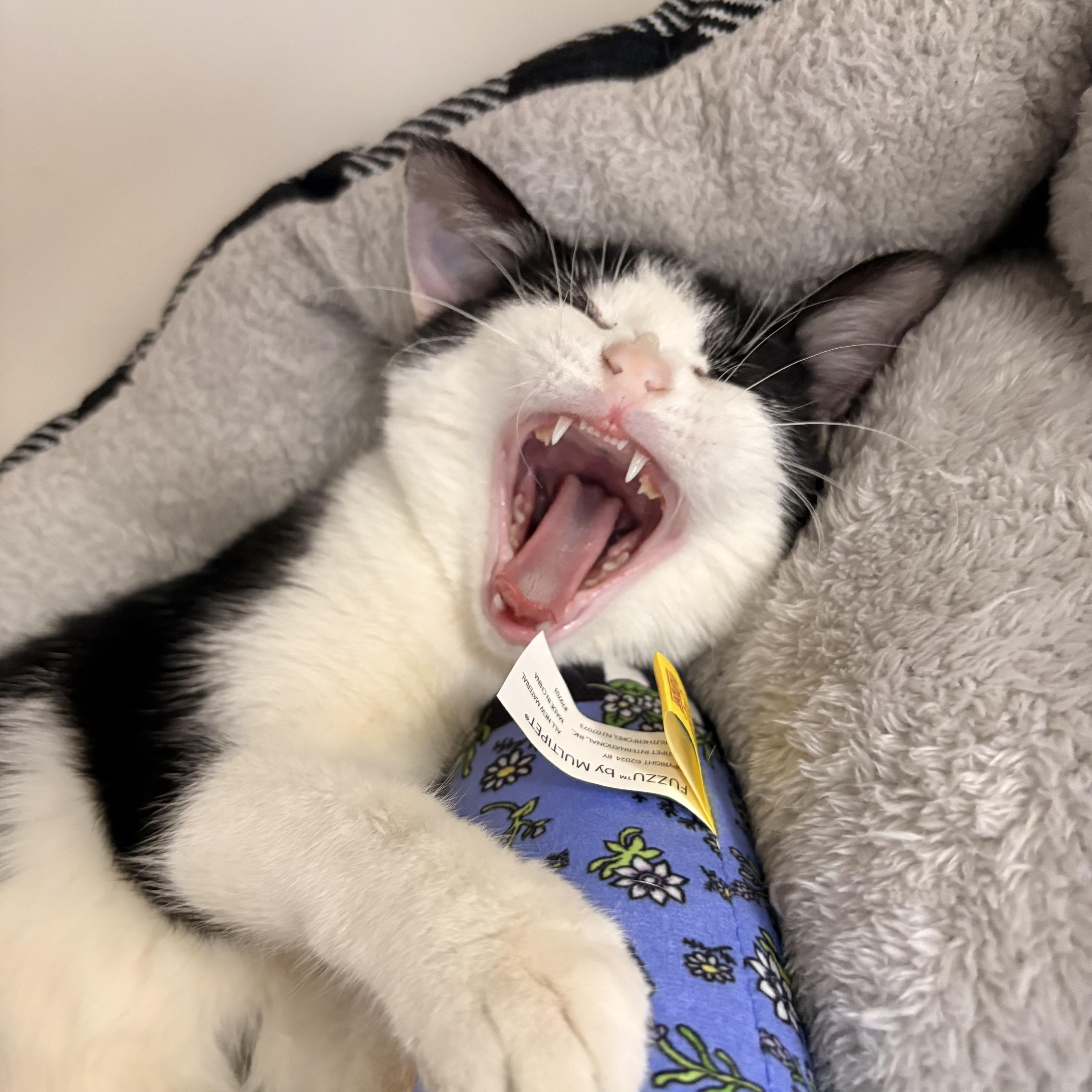 Enlarge Lynn, a ADOPTABLE Domestic Short Hair in White Oak, PA image 3/3