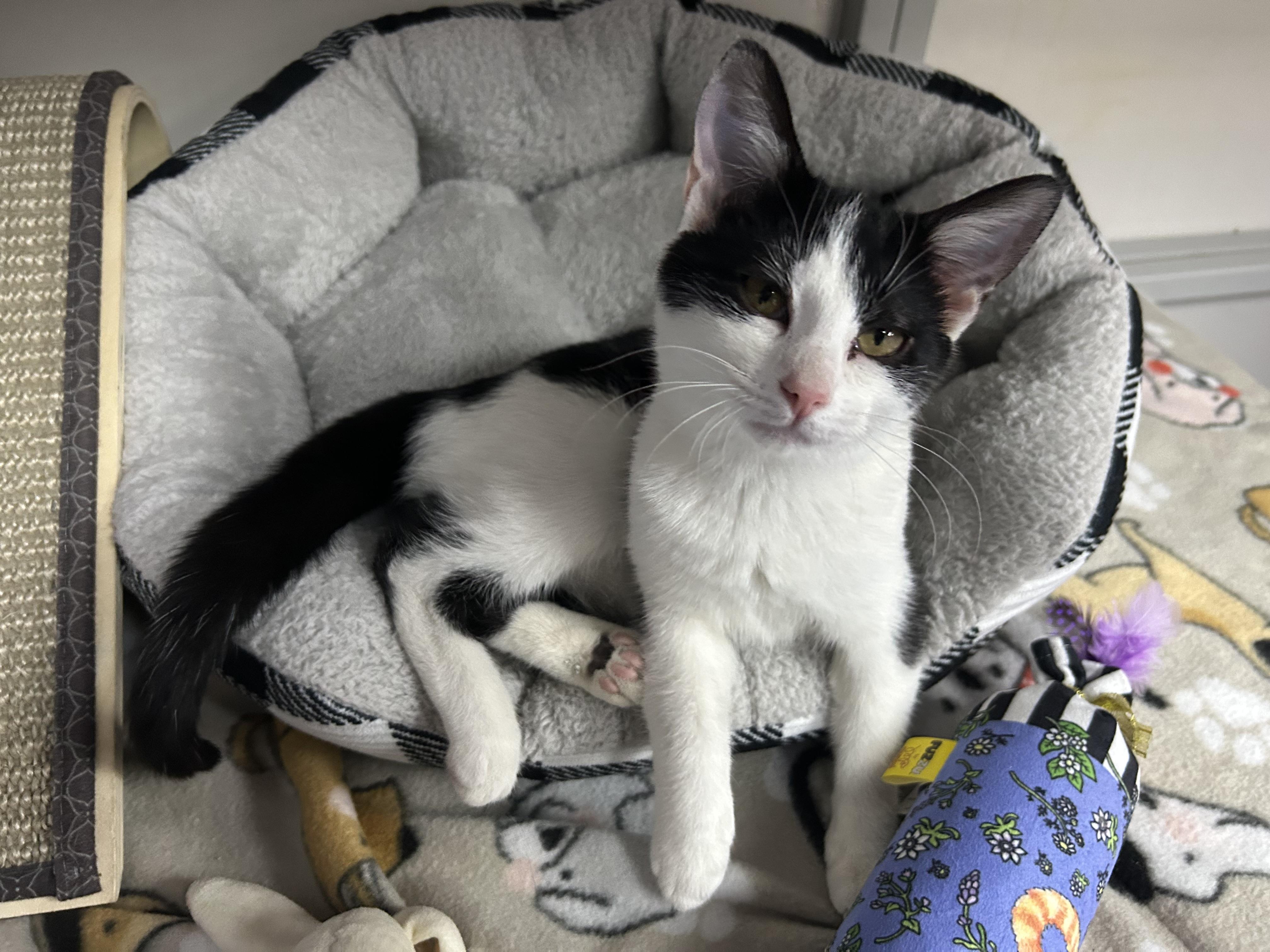 Enlarge Lynn, a ADOPTABLE Domestic Short Hair in White Oak, PA image 1/3