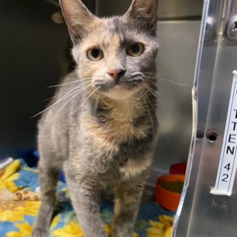 Enlarge Cinderella, a Adoptable Domestic Short Hair in Newport, NC image 1/6