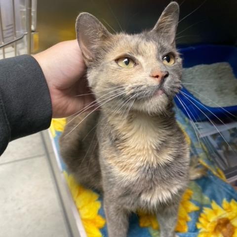 Enlarge Cinderella, a Adoptable Domestic Short Hair in Newport, NC image 2/6